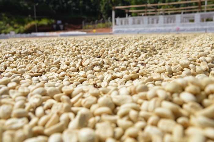Quy trình chế biến hạt cà phê diễn ra như thế nào?