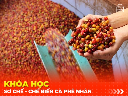 Khóa học sơ chế - chế biến cà phê nhân